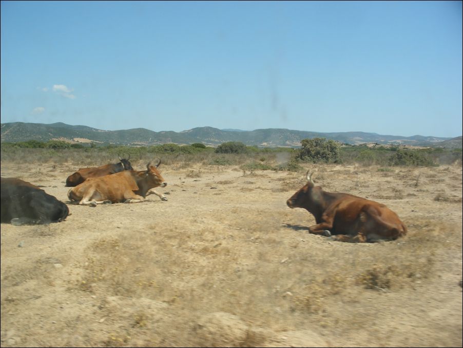 sardegna 2009 032